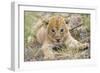 Lion 3-4 Week Old Cub-null-Framed Photographic Print