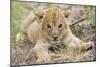 Lion 3-4 Week Old Cub-null-Mounted Photographic Print