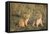 Lion 4 Week Old Cubs-null-Framed Stretched Canvas
