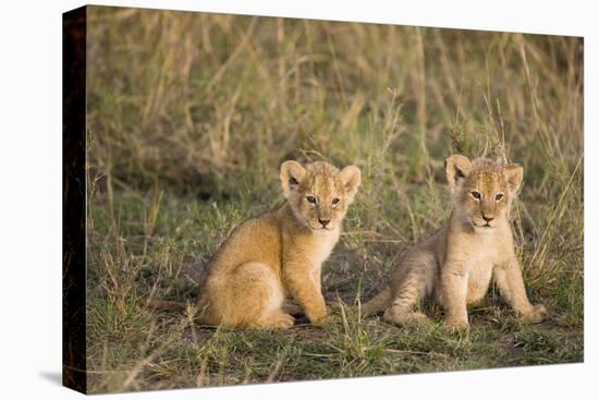 Lion 4 Week Old Cubs-null-Stretched Canvas