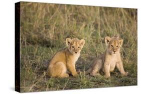 Lion 4 Week Old Cubs-null-Stretched Canvas