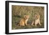 Lion 4 Week Old Cubs-null-Framed Photographic Print