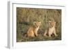Lion 4 Week Old Cubs-null-Framed Photographic Print