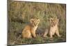 Lion 4 Week Old Cubs-null-Mounted Photographic Print