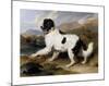 Lion - A Newfoundland Dog-Edwin Landseer-Mounted Premium Giclee Print