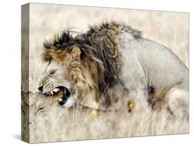 Lion and a Lioness Mating in a Forest, Ngorongoro Crater, Ngorongoro, Tanzania-null-Stretched Canvas