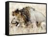 Lion and a Lioness Mating in a Forest, Ngorongoro Crater, Ngorongoro, Tanzania-null-Framed Stretched Canvas