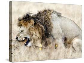 Lion and a Lioness Mating in a Forest, Ngorongoro Crater, Ngorongoro, Tanzania-null-Stretched Canvas