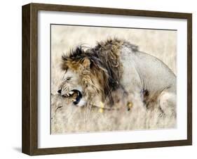 Lion and a Lioness Mating in a Forest, Ngorongoro Crater, Ngorongoro, Tanzania-null-Framed Photographic Print