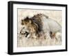 Lion and a Lioness Mating in a Forest, Ngorongoro Crater, Ngorongoro, Tanzania-null-Framed Photographic Print