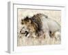 Lion and a Lioness Mating in a Forest, Ngorongoro Crater, Ngorongoro, Tanzania-null-Framed Photographic Print