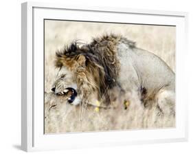 Lion and a Lioness Mating in a Forest, Ngorongoro Crater, Ngorongoro, Tanzania-null-Framed Photographic Print