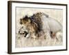 Lion and a Lioness Mating in a Forest, Ngorongoro Crater, Ngorongoro, Tanzania-null-Framed Photographic Print