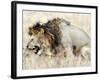 Lion and a Lioness Mating in a Forest, Ngorongoro Crater, Ngorongoro, Tanzania-null-Framed Photographic Print