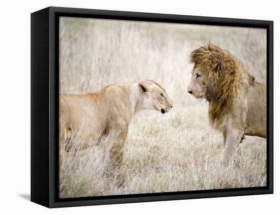 Lion and a Lioness Standing Face to Face in a Forest, Ngorongoro Crater, Ngorongoro, Tanzania-null-Framed Stretched Canvas