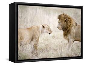 Lion and a Lioness Standing Face to Face in a Forest, Ngorongoro Crater, Ngorongoro, Tanzania-null-Framed Stretched Canvas