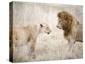 Lion and a Lioness Standing Face to Face in a Forest, Ngorongoro Crater, Ngorongoro, Tanzania-null-Stretched Canvas