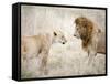Lion and a Lioness Standing Face to Face in a Forest, Ngorongoro Crater, Ngorongoro, Tanzania-null-Framed Stretched Canvas