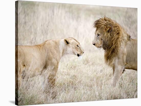 Lion and a Lioness Standing Face to Face in a Forest, Ngorongoro Crater, Ngorongoro, Tanzania-null-Stretched Canvas