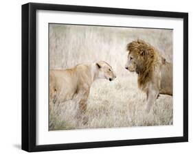 Lion and a Lioness Standing Face to Face in a Forest, Ngorongoro Crater, Ngorongoro, Tanzania-null-Framed Premium Photographic Print