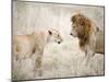 Lion and a Lioness Standing Face to Face in a Forest, Ngorongoro Crater, Ngorongoro, Tanzania-null-Mounted Premium Photographic Print