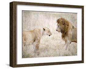 Lion and a Lioness Standing Face to Face in a Forest, Ngorongoro Crater, Ngorongoro, Tanzania-null-Framed Photographic Print