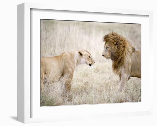 Lion and a Lioness Standing Face to Face in a Forest, Ngorongoro Crater, Ngorongoro, Tanzania-null-Framed Photographic Print