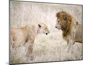 Lion and a Lioness Standing Face to Face in a Forest, Ngorongoro Crater, Ngorongoro, Tanzania-null-Mounted Photographic Print