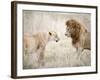 Lion and a Lioness Standing Face to Face in a Forest, Ngorongoro Crater, Ngorongoro, Tanzania-null-Framed Photographic Print