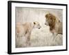 Lion and a Lioness Standing Face to Face in a Forest, Ngorongoro Crater, Ngorongoro, Tanzania-null-Framed Photographic Print