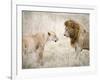 Lion and a Lioness Standing Face to Face in a Forest, Ngorongoro Crater, Ngorongoro, Tanzania-null-Framed Photographic Print