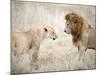 Lion and a Lioness Standing Face to Face in a Forest, Ngorongoro Crater, Ngorongoro, Tanzania-null-Mounted Photographic Print