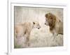 Lion and a Lioness Standing Face to Face in a Forest, Ngorongoro Crater, Ngorongoro, Tanzania-null-Framed Photographic Print