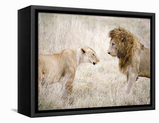 Lion and a Lioness Standing Face to Face in a Forest, Ngorongoro Crater, Ngorongoro, Tanzania-null-Framed Stretched Canvas