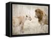 Lion and a Lioness Standing Face to Face in a Forest, Ngorongoro Crater, Ngorongoro, Tanzania-null-Framed Stretched Canvas