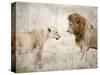 Lion and a Lioness Standing Face to Face in a Forest, Ngorongoro Crater, Ngorongoro, Tanzania-null-Stretched Canvas