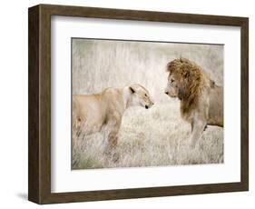 Lion and a Lioness Standing Face to Face in a Forest, Ngorongoro Crater, Ngorongoro, Tanzania-null-Framed Photographic Print