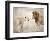 Lion and a Lioness Standing Face to Face in a Forest, Ngorongoro Crater, Ngorongoro, Tanzania-null-Framed Photographic Print