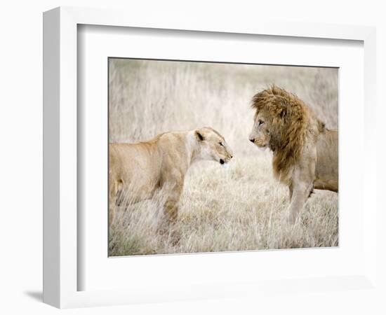 Lion and a Lioness Standing Face to Face in a Forest, Ngorongoro Crater, Ngorongoro, Tanzania-null-Framed Photographic Print