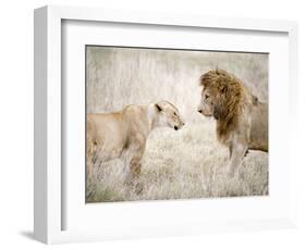 Lion and a Lioness Standing Face to Face in a Forest, Ngorongoro Crater, Ngorongoro, Tanzania-null-Framed Photographic Print