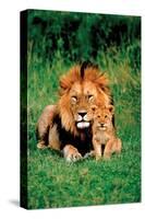 Lion and Baby-null-Stretched Canvas