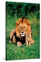 Lion and Baby-null-Stretched Canvas