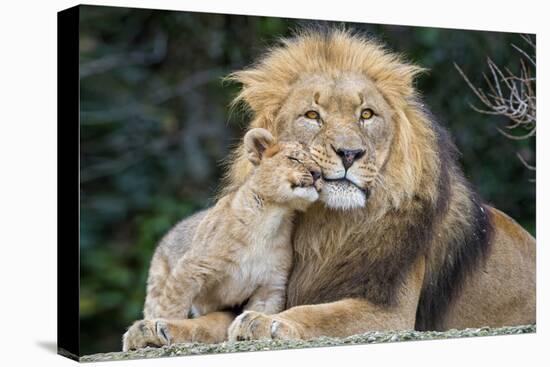 Lion and Cub Cuddle-Lantern Press-Stretched Canvas