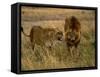 Lion and Lioness Growling at Each Other, Masai Mara National Reserve, Rift Valley, Kenya-Mitch Reardon-Framed Stretched Canvas