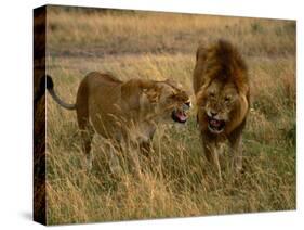 Lion and Lioness Growling at Each Other, Masai Mara National Reserve, Rift Valley, Kenya-Mitch Reardon-Stretched Canvas