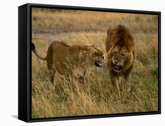 Lion and Lioness Growling at Each Other, Masai Mara National Reserve, Rift Valley, Kenya-Mitch Reardon-Framed Stretched Canvas