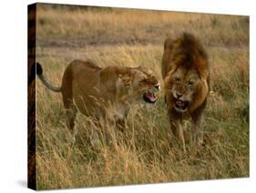 Lion and Lioness Growling at Each Other, Masai Mara National Reserve, Rift Valley, Kenya-Mitch Reardon-Stretched Canvas