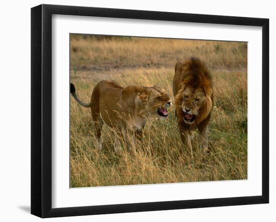 Lion and Lioness Growling at Each Other, Masai Mara National Reserve, Rift Valley, Kenya-Mitch Reardon-Framed Premium Photographic Print