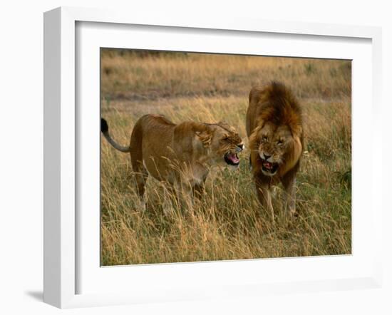 Lion and Lioness Growling at Each Other, Masai Mara National Reserve, Rift Valley, Kenya-Mitch Reardon-Framed Premium Photographic Print