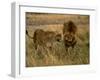 Lion and Lioness Growling at Each Other, Masai Mara National Reserve, Rift Valley, Kenya-Mitch Reardon-Framed Premium Photographic Print